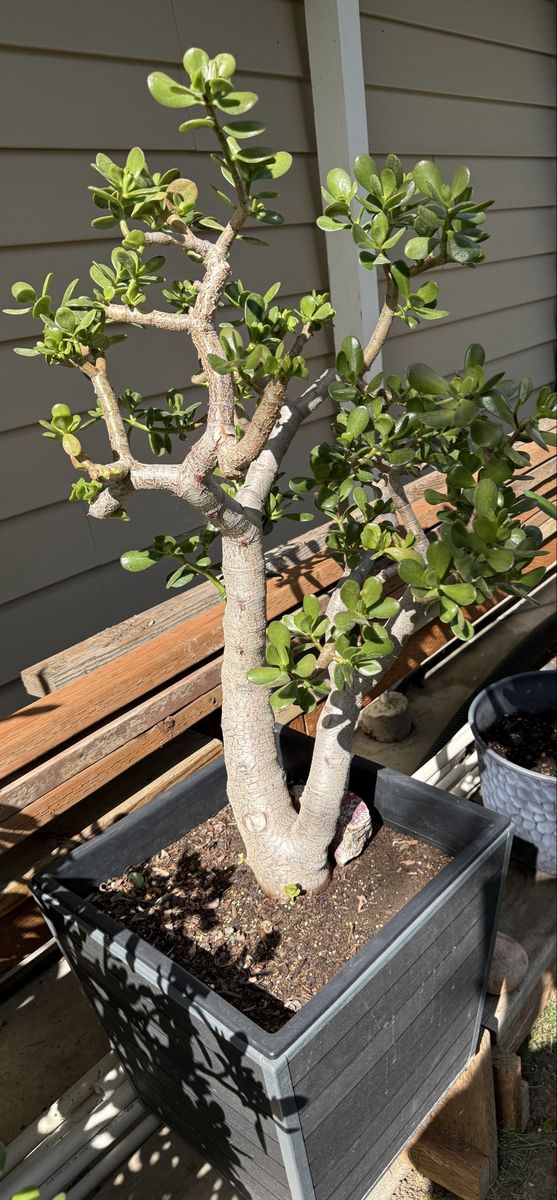 Mature Jade Plant (Crassula ovata) in Black Planter, Established Succulent Tree Form