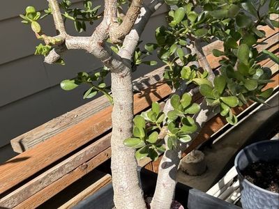 Mature Jade Plant (Crassula ovata) in Black Planter, Established Succulent Tree Form