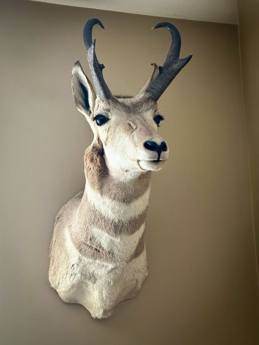 Antelope