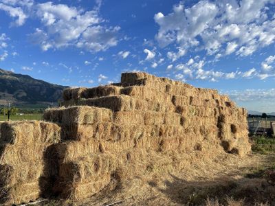 Feeder Hay - small bales
