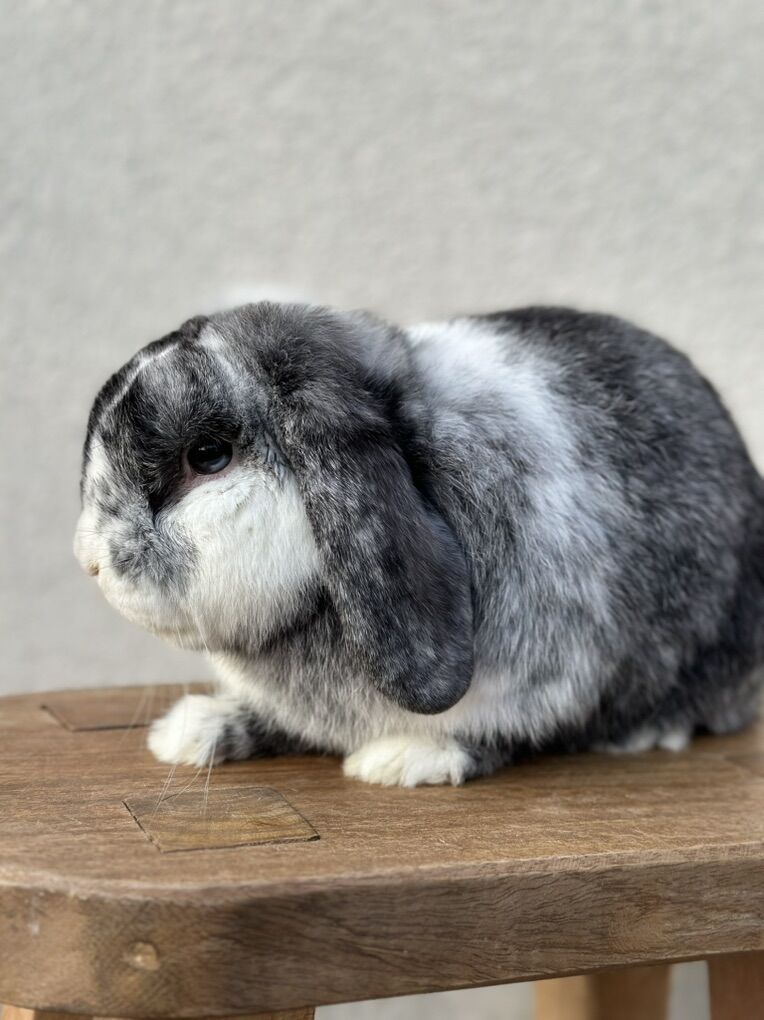 Purebred Holland Lop Male