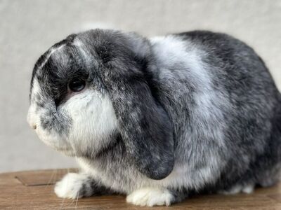Purebred Holland Lop Male