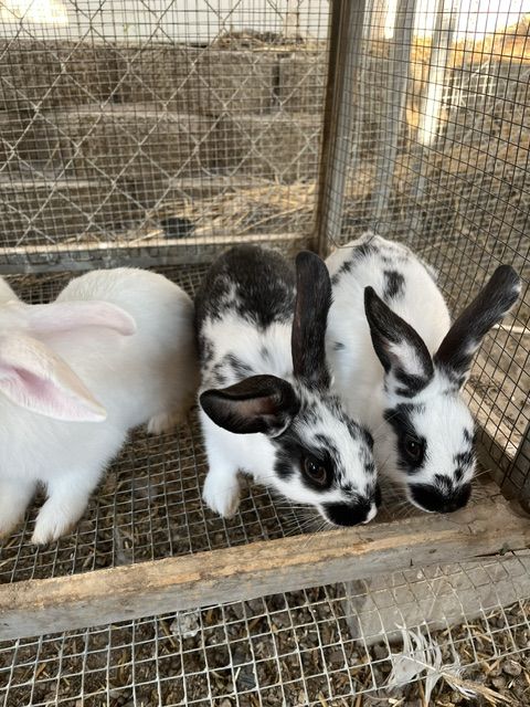 Rabbits for sale