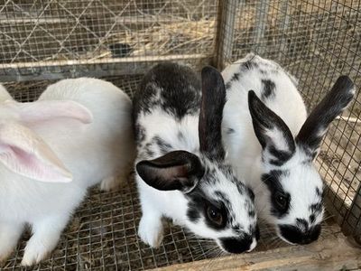 Rabbits for sale