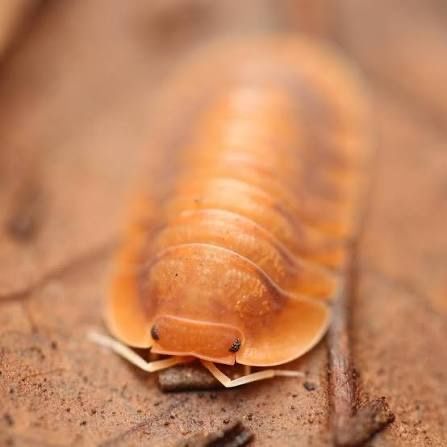 Sunset Cubaris Isopod