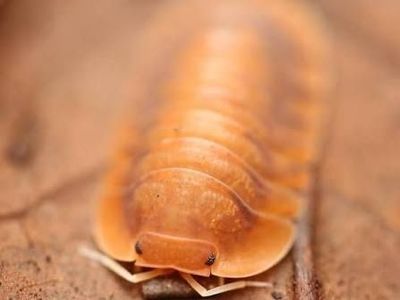 Sunset Cubaris Isopod