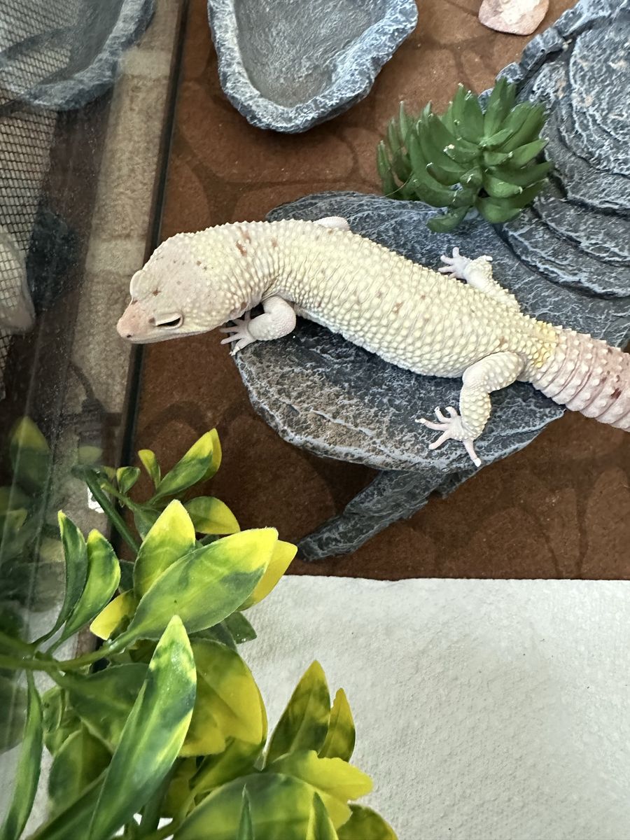 Male Albino Leopard Gecko – 3 Years Old – Friendly & Healthy