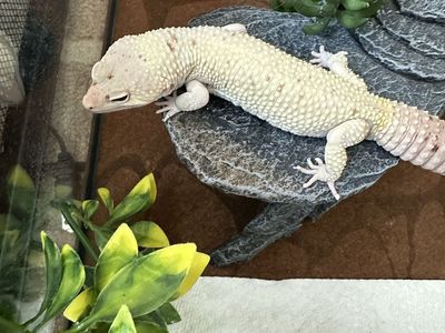 Male Albino Leopard Gecko – 3 Years Old – Friendly & Healthy