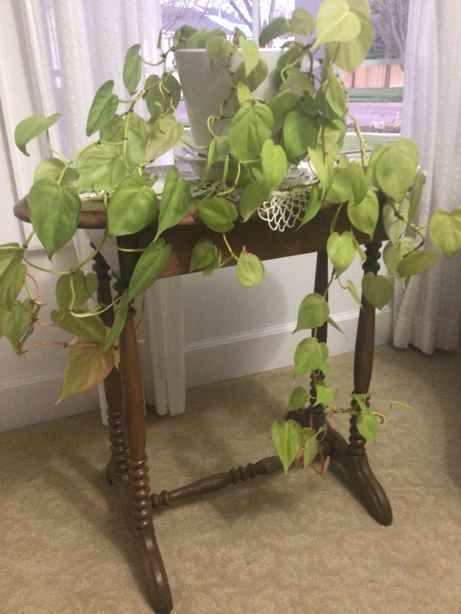 Golden philodendron plant, beautiful and healthy, quick grower
