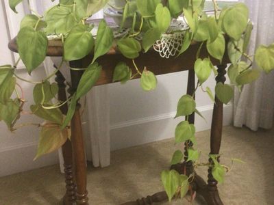 Golden philodendron plant, beautiful and healthy, quick grower
