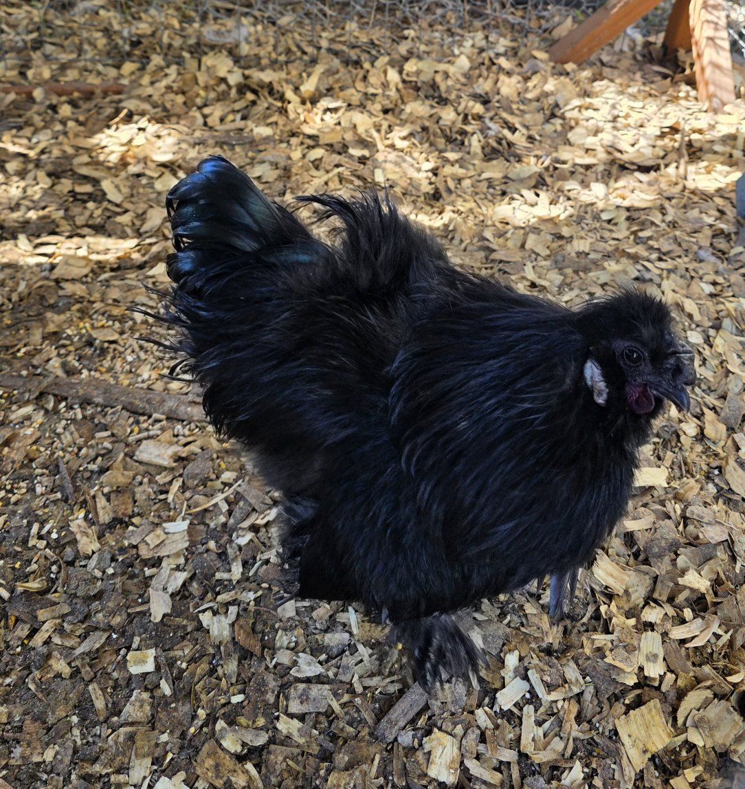 Free Silkie Rooster
