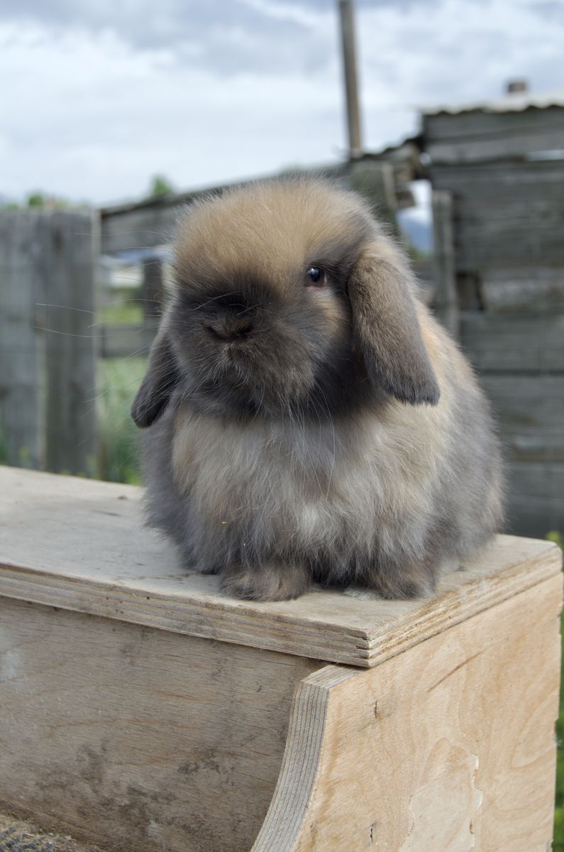 Darling Tort Colored  Holland Lop Baby