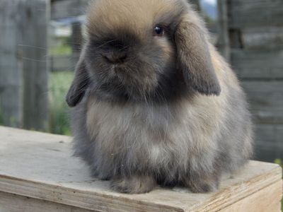 Darling Tort Colored Holland Lop Baby