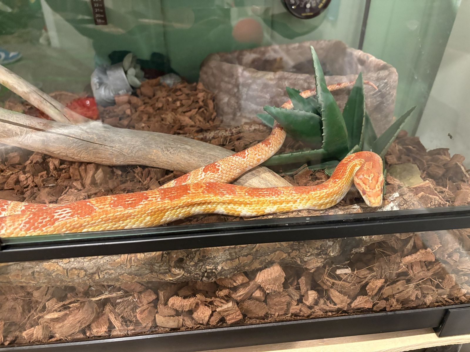Corn snake and tank