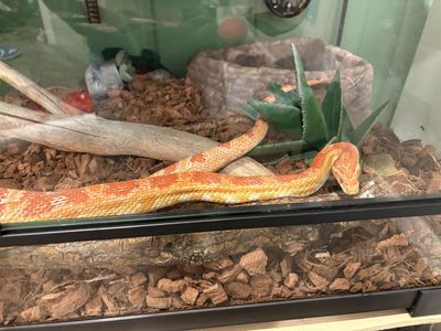Corn snake and tank