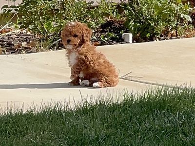 Gorgeous Yorkiepoo puppies for sale