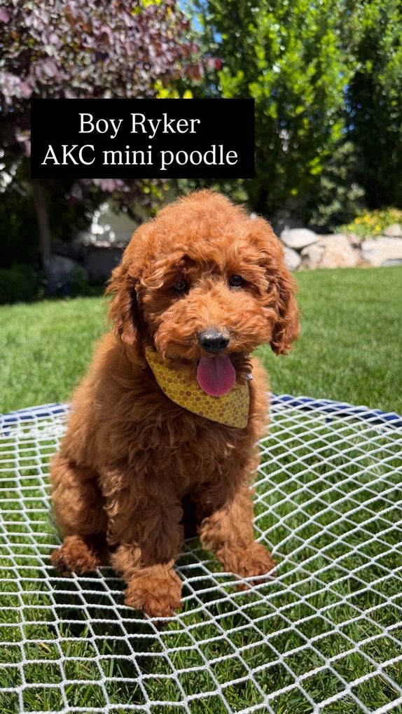 Gorgeous Deep Red AKC mini Poodle boy