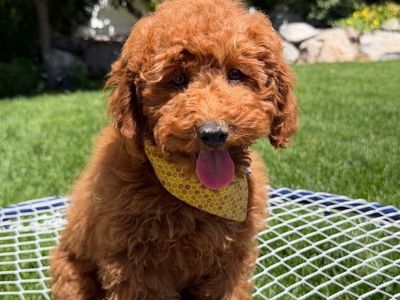 Gorgeous Deep Red AKC mini Poodle boy