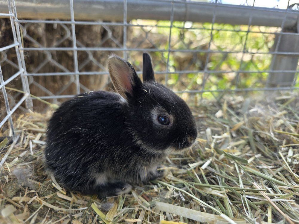Purebred Satin Rabbit Kits (Baby Bunnies)