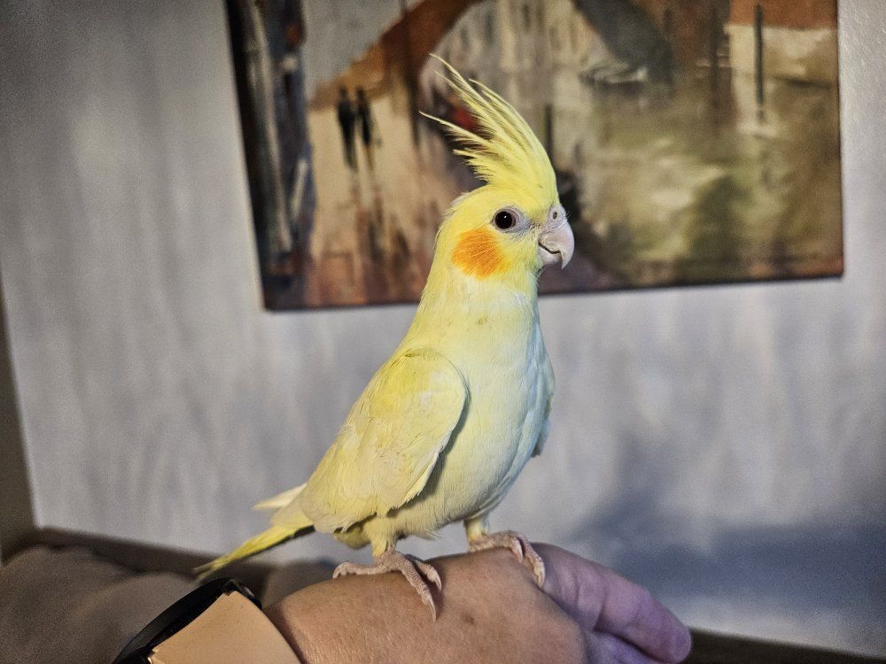 Hand Fed Baby Cockatiel