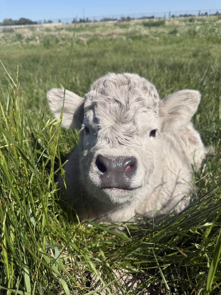 Mini Highland Heifer