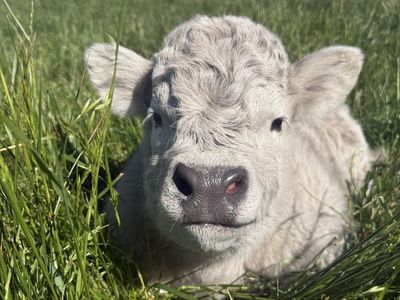 Mini Highland Heifer