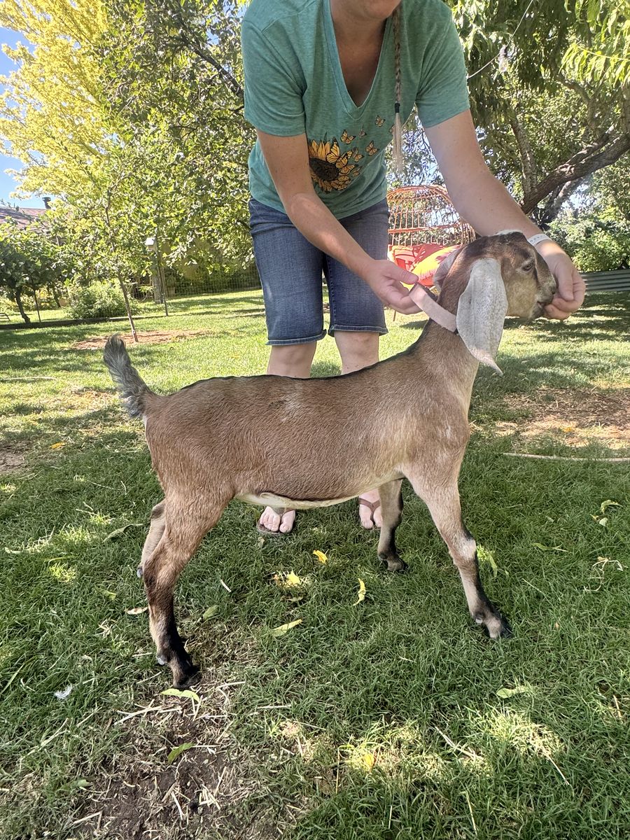 3-Month-Old Disbudded Nubian Dairy Buck – Bottle Fed & Breeding Quality