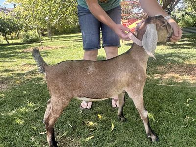 3-Month-Old Disbudded Nubian Dairy Buck – Bottle Fed & Breeding Quality