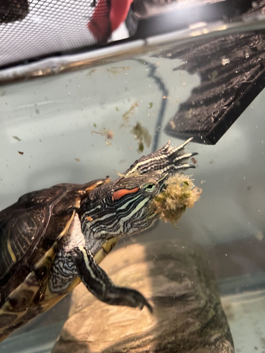 Red Ear Slider Turtle