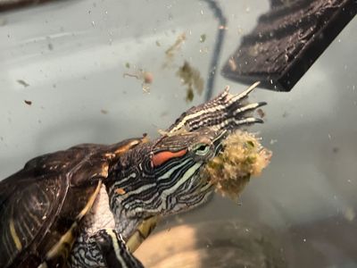 Red Ear Slider Turtle