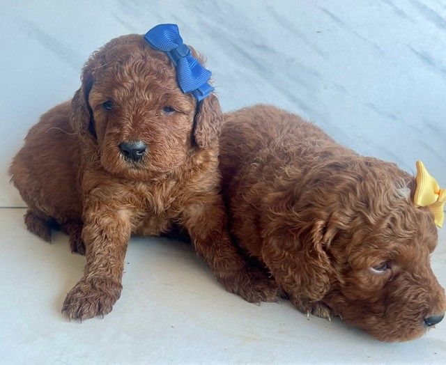 Exceptional Deep Red Mini Goldendoodle (F1B) Puppies with Distinctive White Spots Available