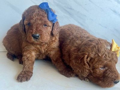 Exceptional Deep Red Mini Goldendoodle (F1B) Puppies with Distinctive White Spots Available
