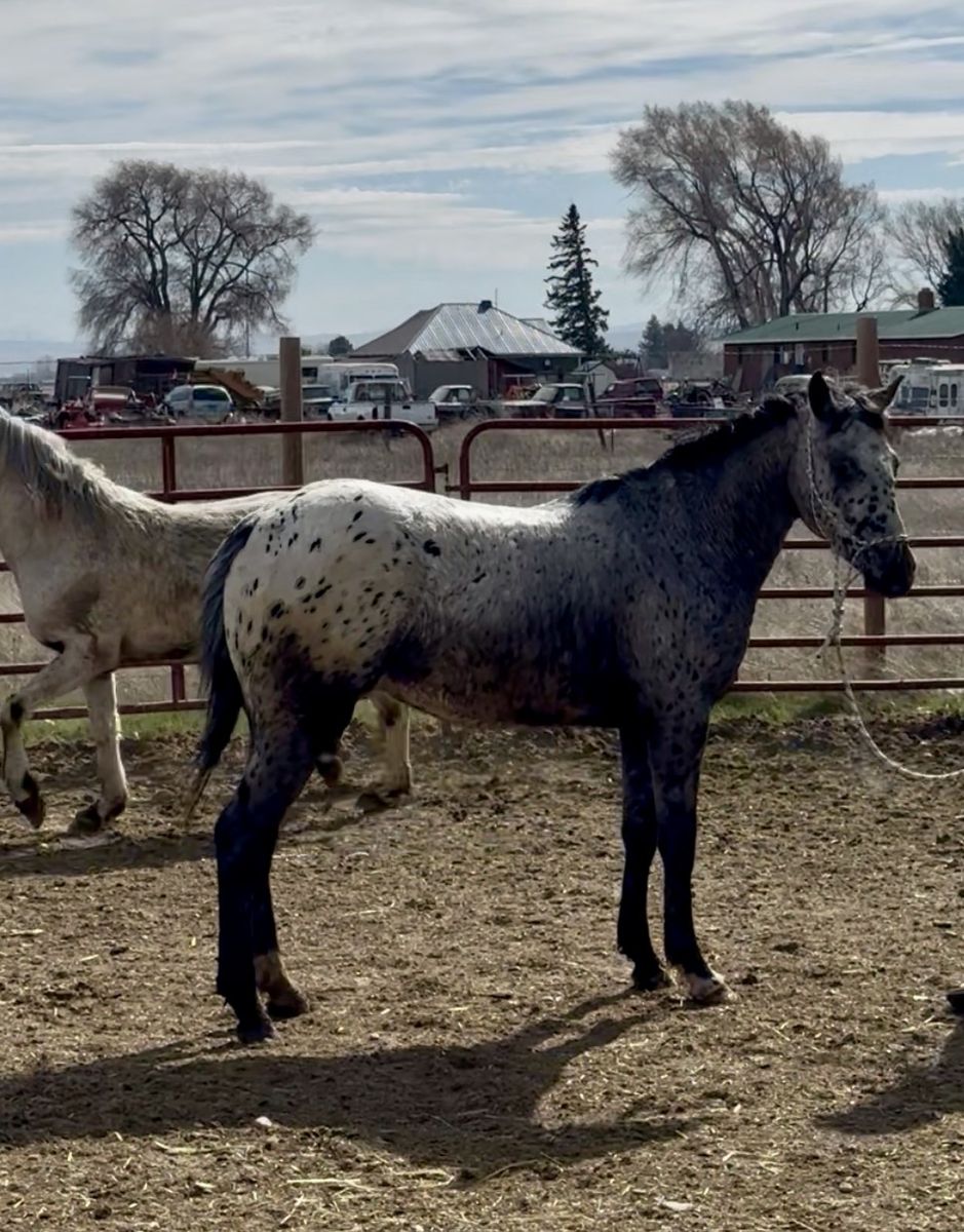 2024 gelding APHC registered