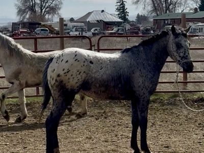 2024 gelding APHC registered
