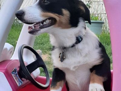 Borgi Dog for sale