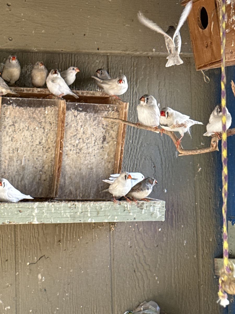 Zebra finches