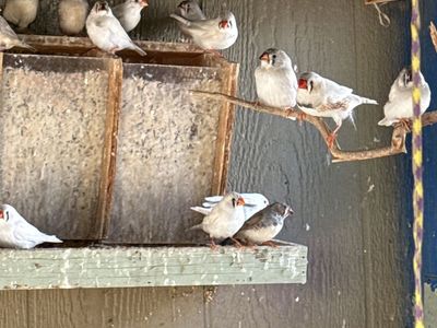 Zebra finches