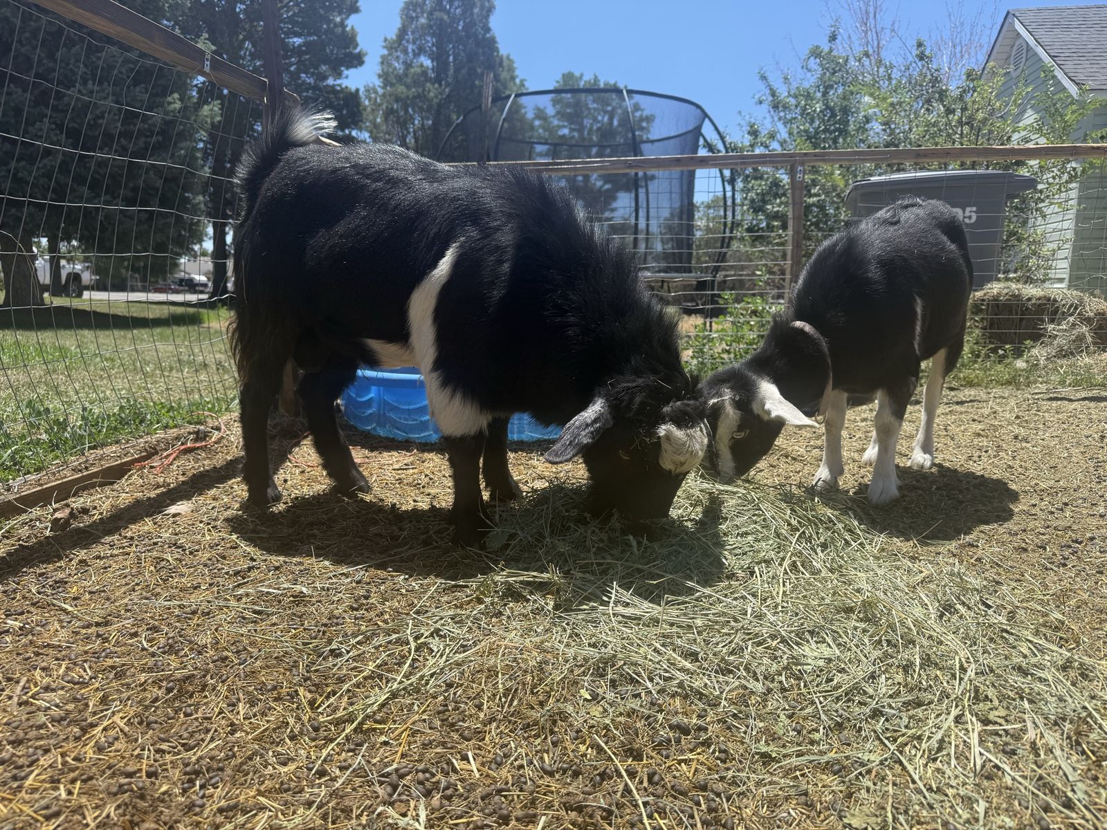 Tennessee Fainting Goat Pair