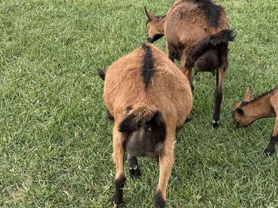 Goat Oberhasli