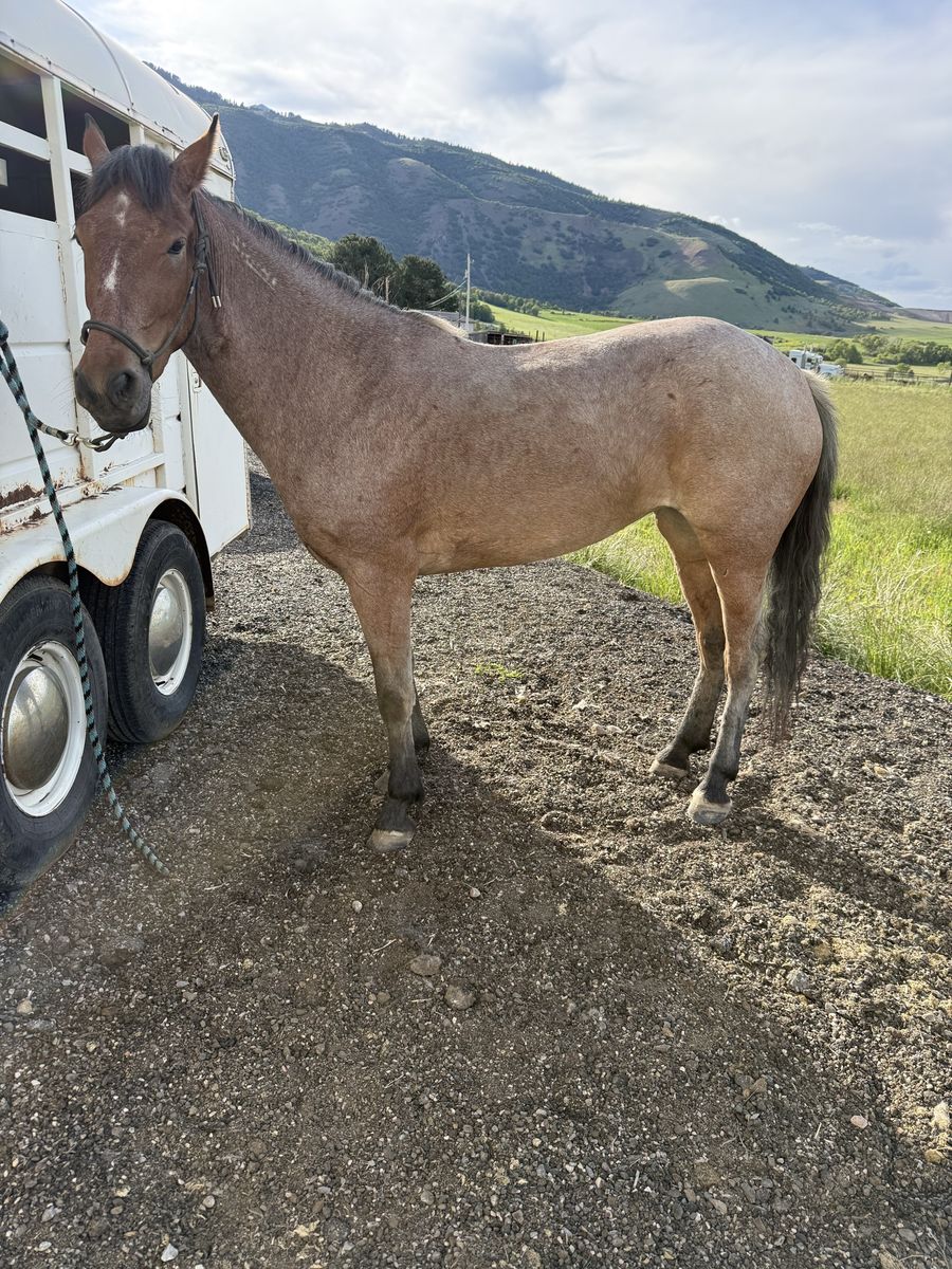 4 year old bay roan mare
