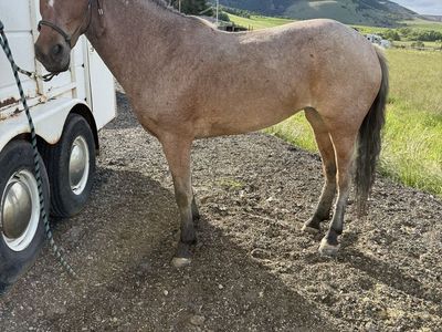 4 year old bay roan mare