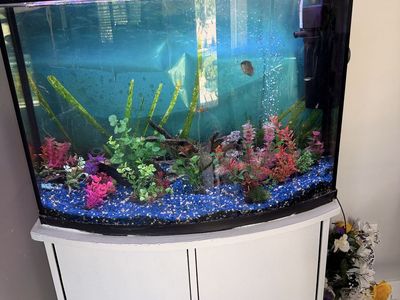 36 gallon aquarium