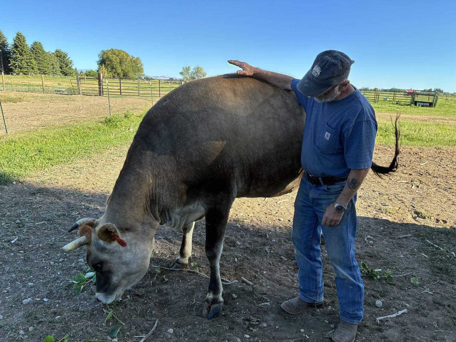 Jersey cow for sale