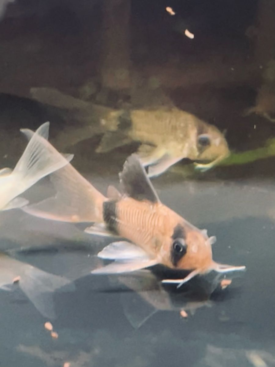 Long-Fin Corydora Catfish