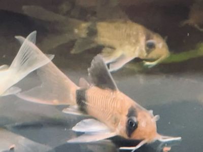 Long-Fin Corydora Catfish