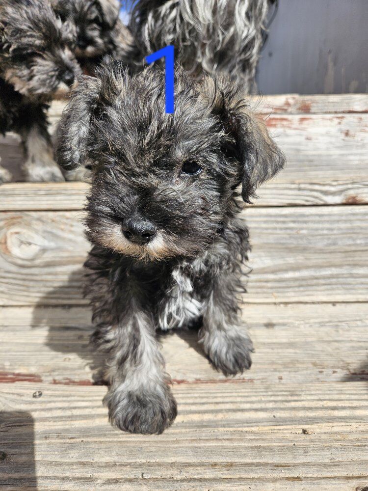 Miniature Schnauzer Puppies