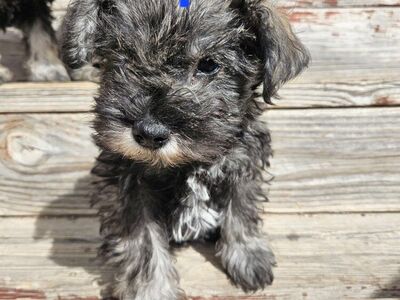 Miniature Schnauzer Puppies