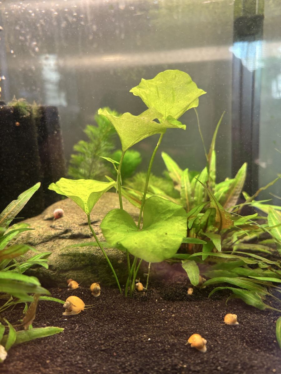 Aquarium Plant Clearout Sale