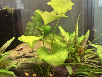 Aquarium Plant Clearout Sale