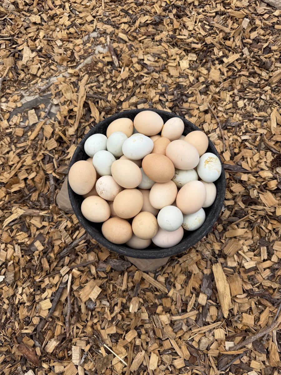 Eggs for reptiles or??? 